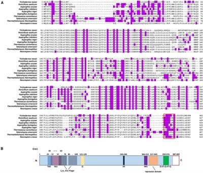 Precision Engineering of the Transcription Factor Cre1 in Hypocrea jecorina (Trichoderma reesei) for Efficient Cellulase Production in the Presence of Glucose